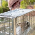 How much does it cost for wildlife removal?